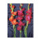 Red, orange and scarlet gladiolus