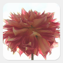 red, orange, and yellow dahlia stickers