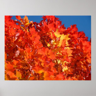 Red Orange Autumn Leaves Fine Art Prints Red