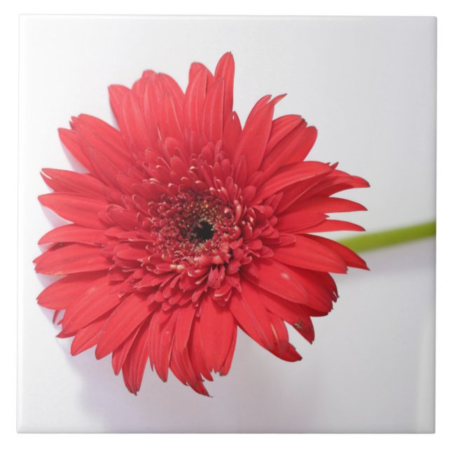 Red Orange Chrysanthemum Flower Floral Ceramic Tile (Front)