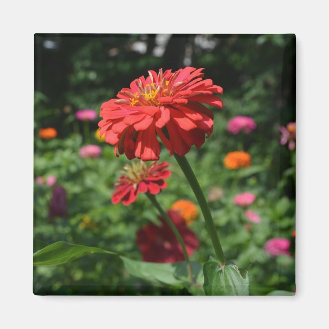 red orange daisy floral, red flower garden magnet (Front)