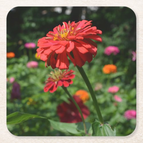 red orange daisy floral red flower garden square paper coaster