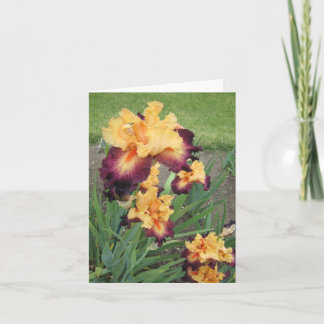 Red Orange Iris Small Blank Note Card