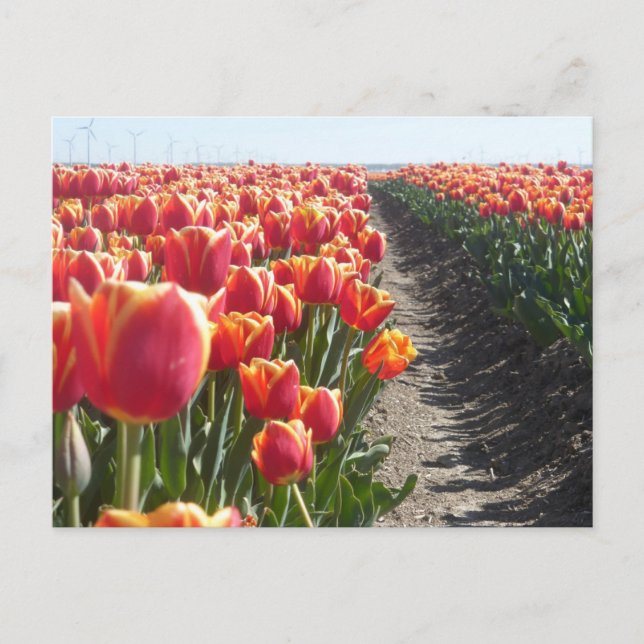 Red Orange Tulips DIY Postcard (Front)