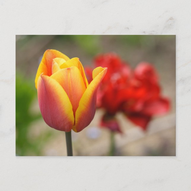 Red-Orange Tulips Postcard (Front)