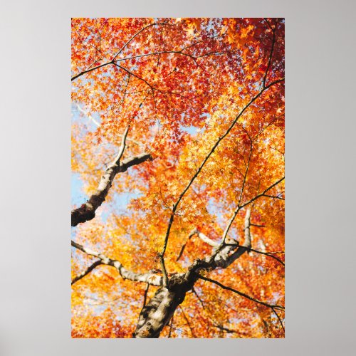 Red Orange Yellow Maple Tree  Poster