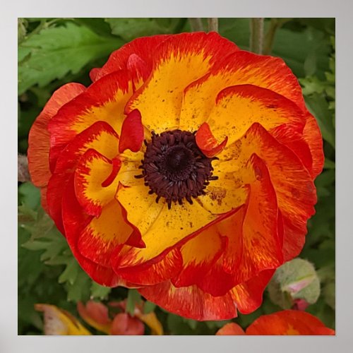 Red Orange Yellow Poppy Wall Art Poster