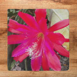 Red Orchid Cactus Bloom Floral Trivet