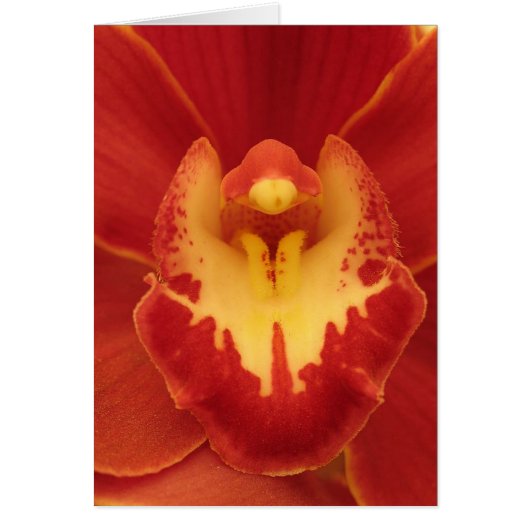 Red Orchid Cards (Front)