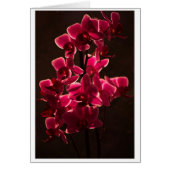 Red Orchid Flower (Front)
