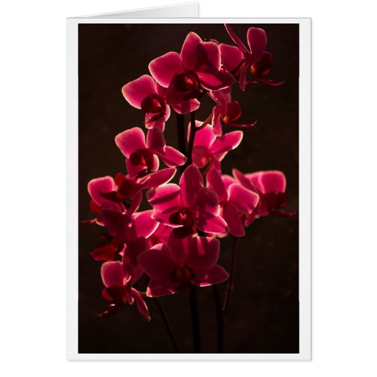 Red Orchid Flower (Front)