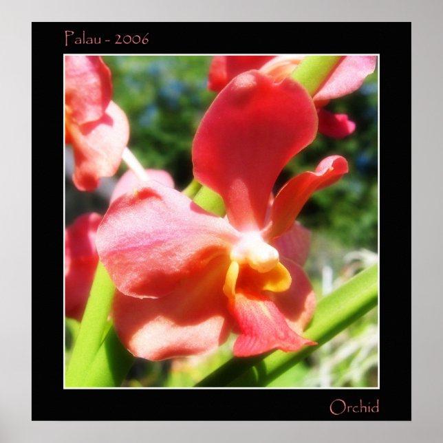 Red Orchid Poster (Front)
