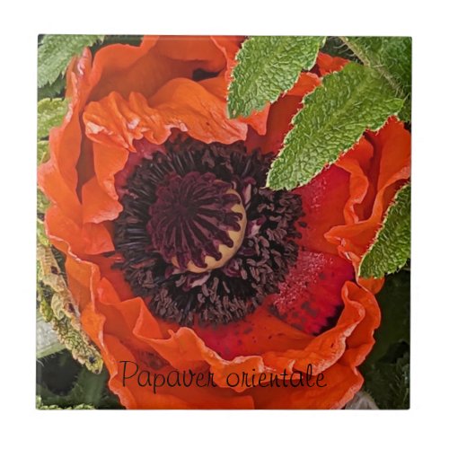 Red Oriental Poppy Floral Ceramic Tile