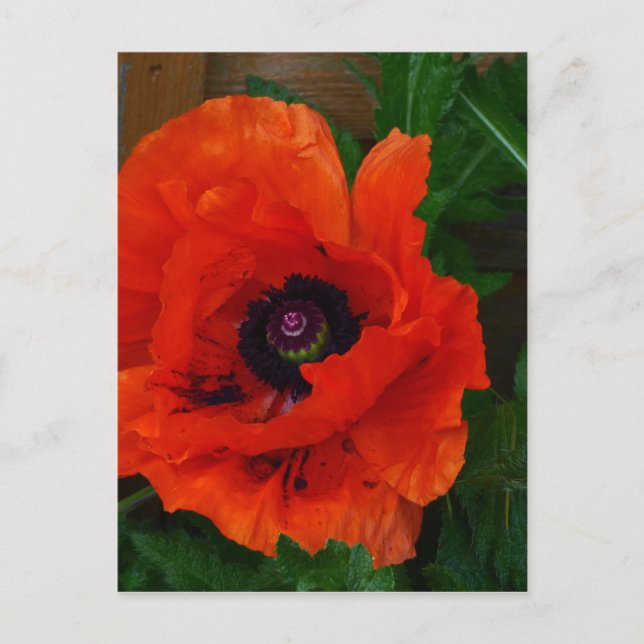 Red Oriental Poppy Postcard (Front)