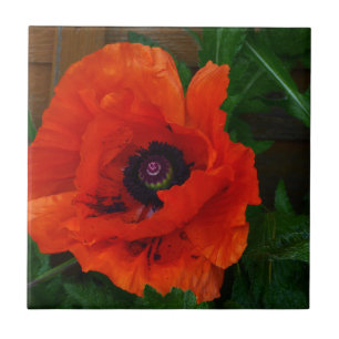 Red Oriental Poppy Tile