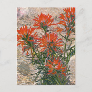 Red Paintbrush Flower Postcard