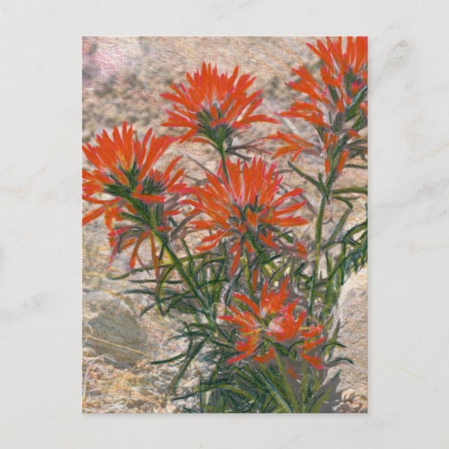 Red Paintbrush Flower Postcard (Front)