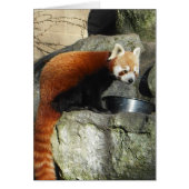 Red Panda (Front)