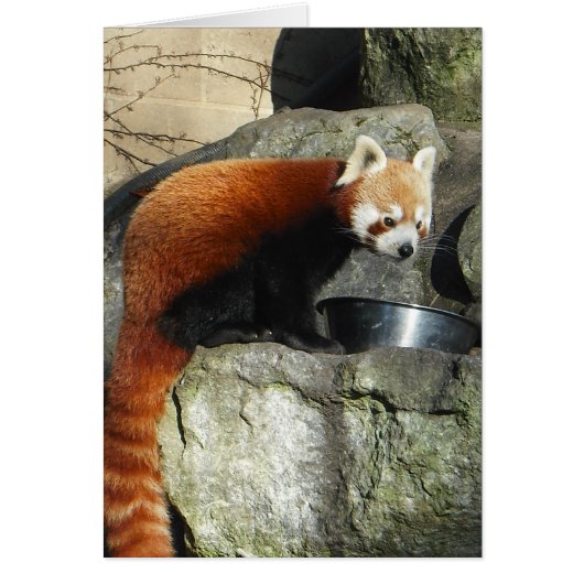 Red Panda (Front)