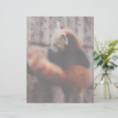 Red Panda (Standing Front)