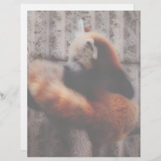 Red Panda (Front/Back)