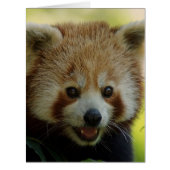 red panda (Front)
