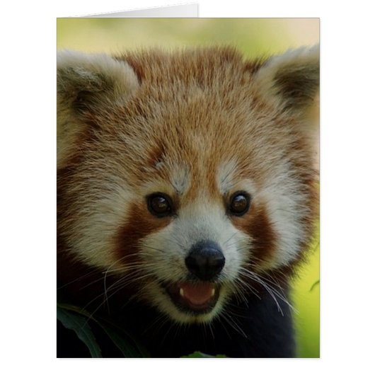 red panda (Front)