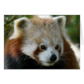 Red Panda (Front Horizontal)