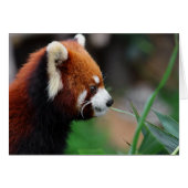 Red panda (Front Horizontal)
