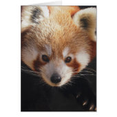 red panda (Front)