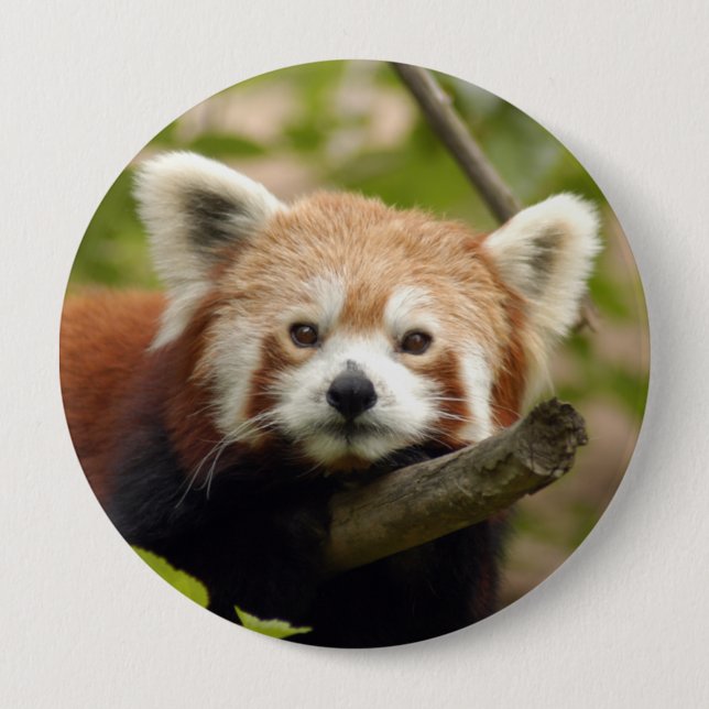 red-panda-004 button (Front)