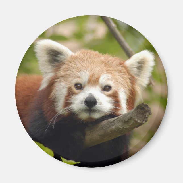 red-panda-004 magnet (Front)