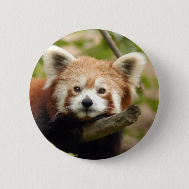 red-panda-007 pinback button (Front)