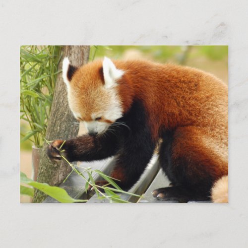 red_panda_029 postcard
