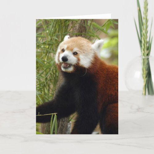 red_panda_033 holiday card