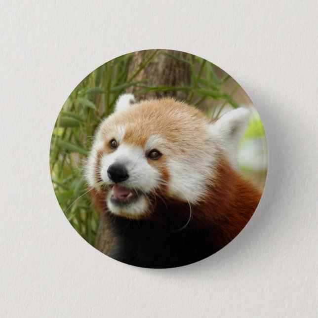 red-panda-033 pinback button (Front)
