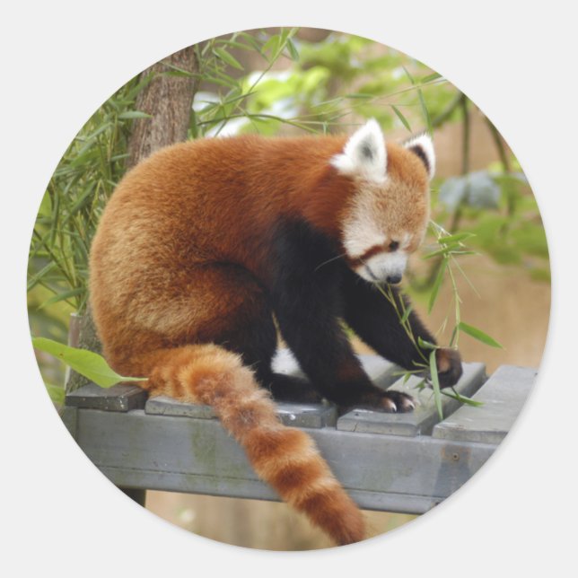 red-panda-039 classic round sticker (Front)