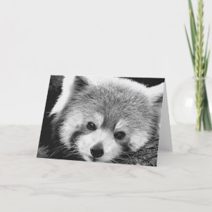 Red Panda #1-Greeting card