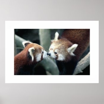 Red Panda #1 Poster by rgkphoto at Zazzle