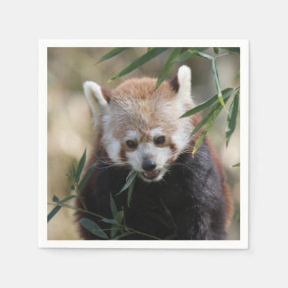 Red_Panda_2015_0311 Napkins