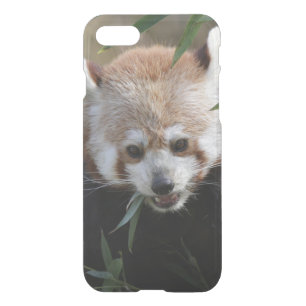 Red_Panda_2015_0311 iPhone SE/8/7 Case