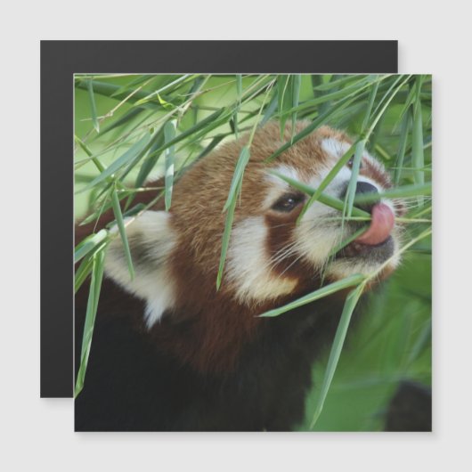 Red_Panda_2015_0707 (Front/Back)