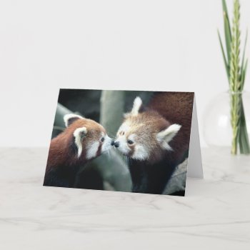 Red Panda #2-greeting Card by rgkphoto at Zazzle