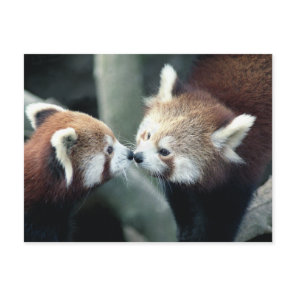 Red Panda #2 postcard