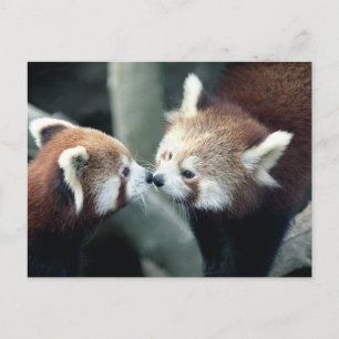 Red Panda #2 postcard