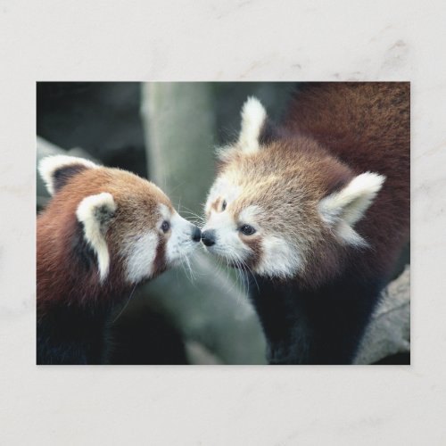 Red Panda 2 postcard