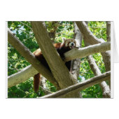 red panda,3 (Front Horizontal)