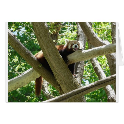 red panda,3 cards (Front Horizontal)