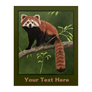 Red Panda Acrylic Print