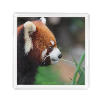 Red Panda Acrylic Tray by wildlifecollection at Zazzle
